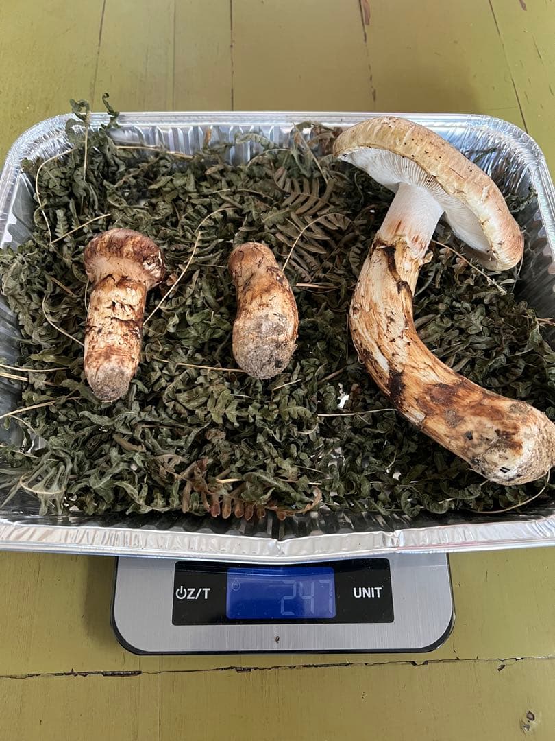 岩手県産 松茸 極上開き蕾 セット