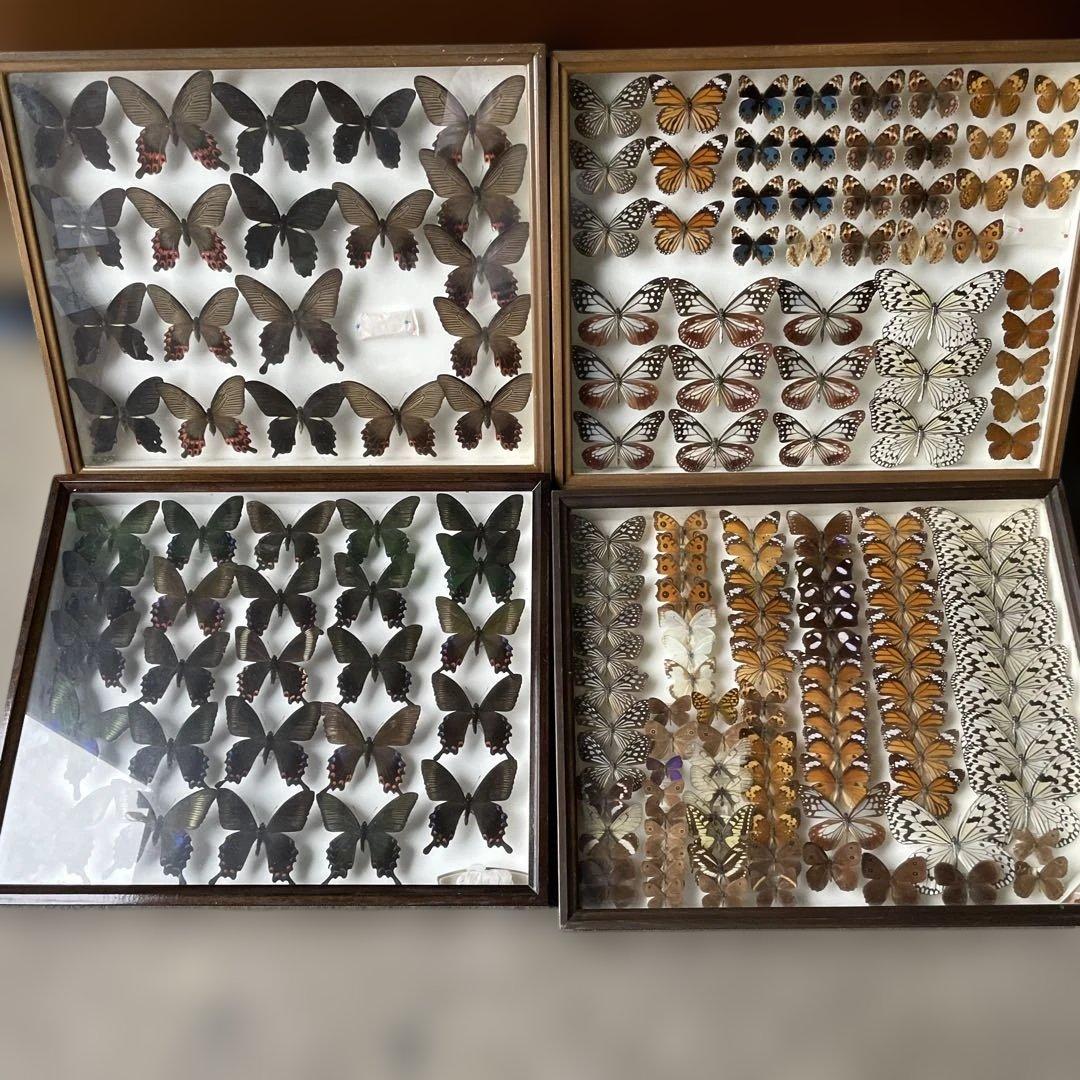 蝶の標本セット 多数4ケース