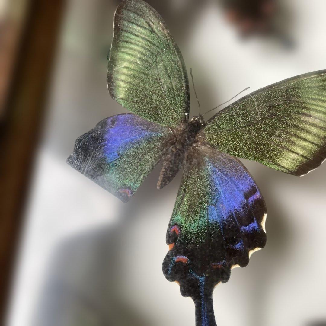 蝶の標本セット 多数4ケース