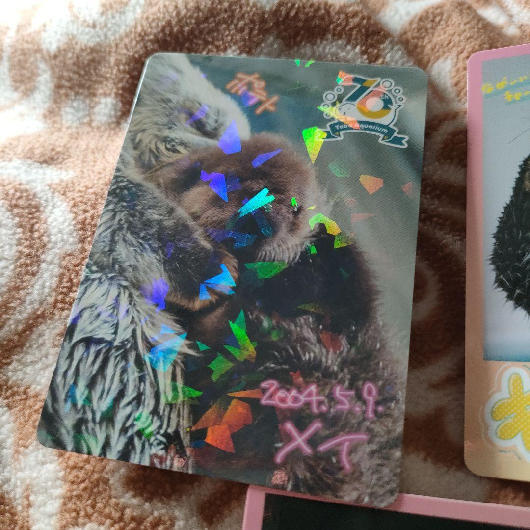 鳥羽水族館　トレーディングカード　ラッコ