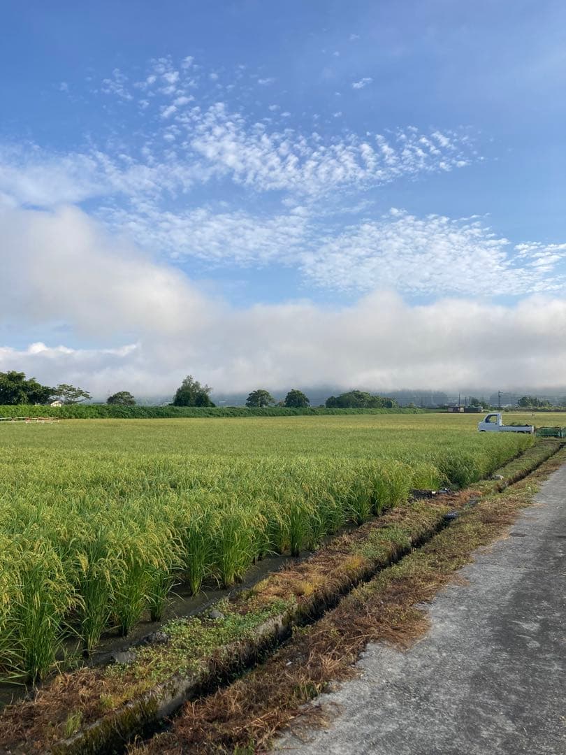 令和7年魚沼産コシヒカリ　精米10kg