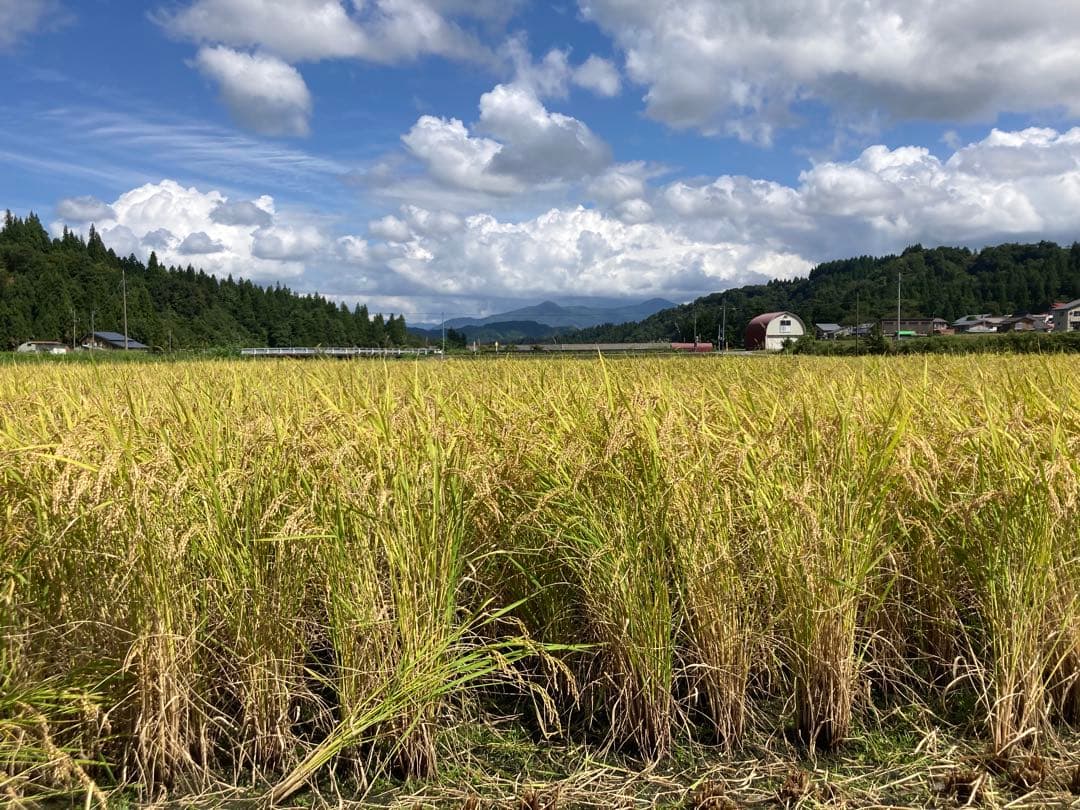 令和7年魚沼産コシヒカリ　精米10kg