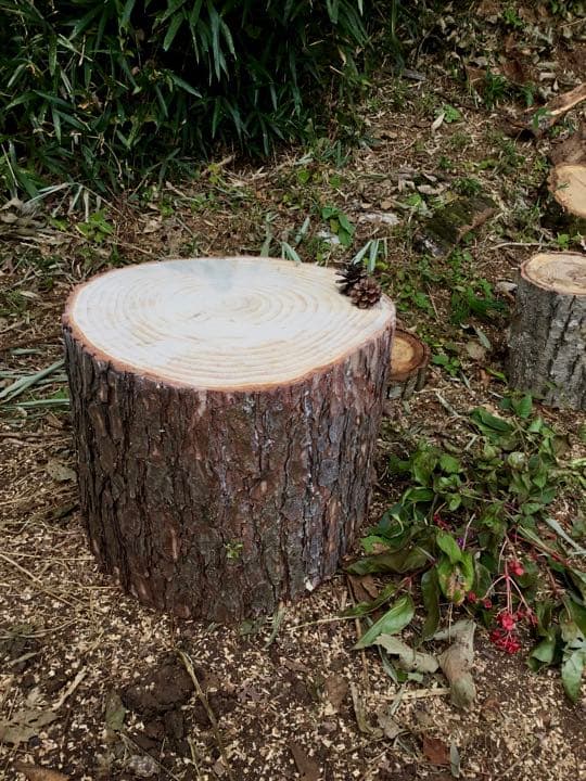 天然赤松【大きな切り株/丸太/アウトドア椅子/薪割り台】表面サンダー仕上げ