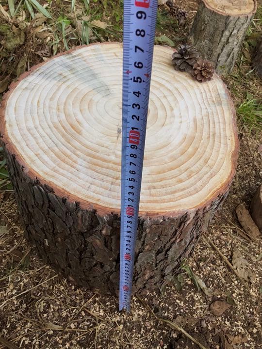 天然赤松【大きな切り株/丸太/アウトドア椅子/薪割り台】表面サンダー仕上げ