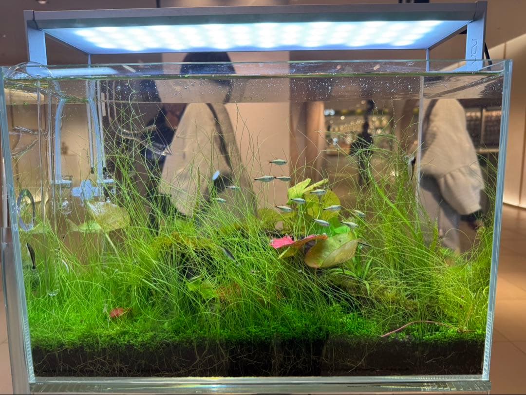 2/10まで！[ADA制作品] ADA アクアリウム 水槽 45cm セット