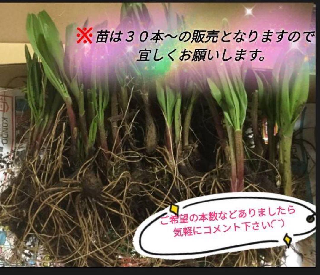 北海道産天然物 行者にんにく苗 200本
