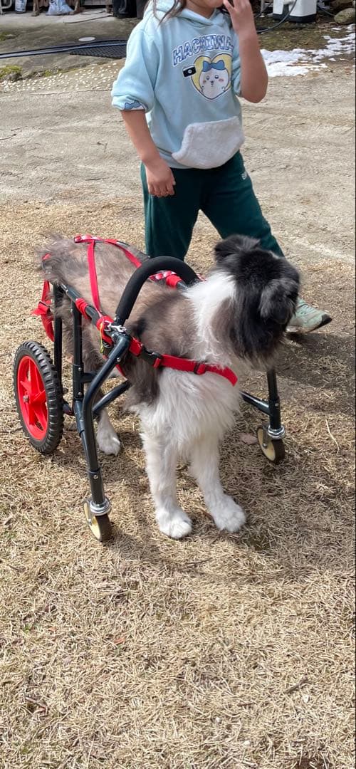 犬用車いす 赤と黒 大きな車輪　アドワークス