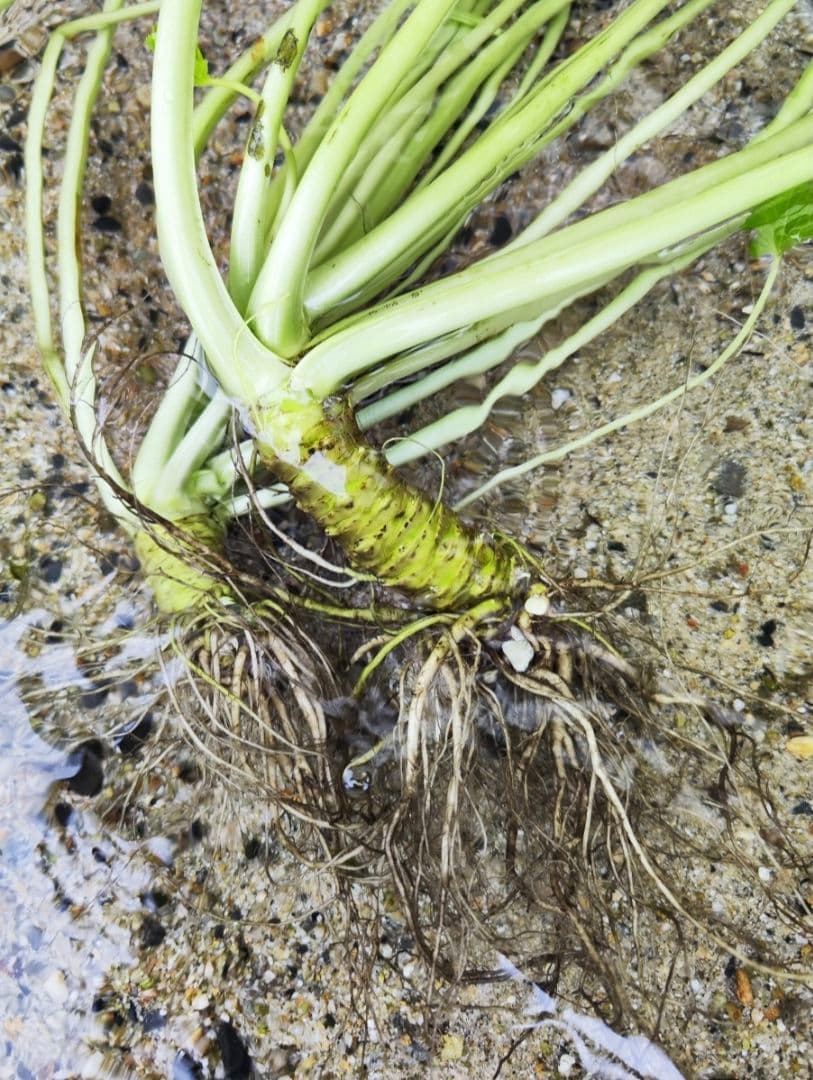 安曇野産 2kg 茎付きわさび 信州 安曇野市産 沢わさび 生わさび