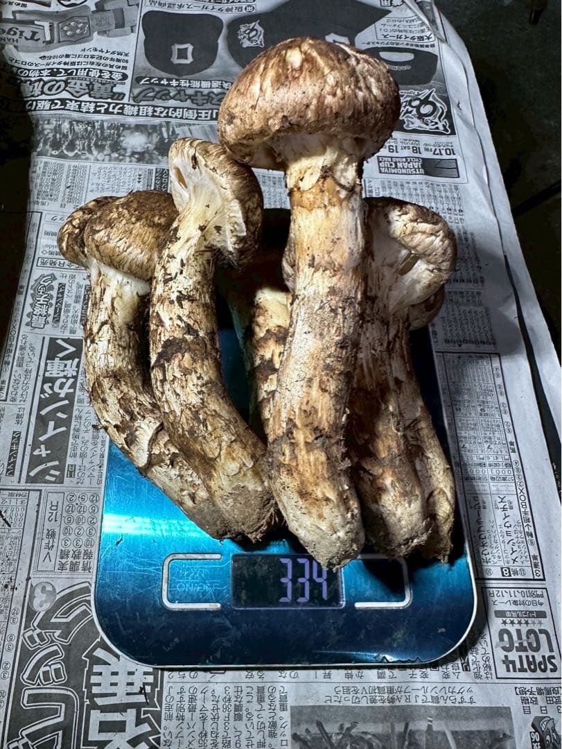 ①岩手県下閉伊郡産　10/12収穫松茸330g