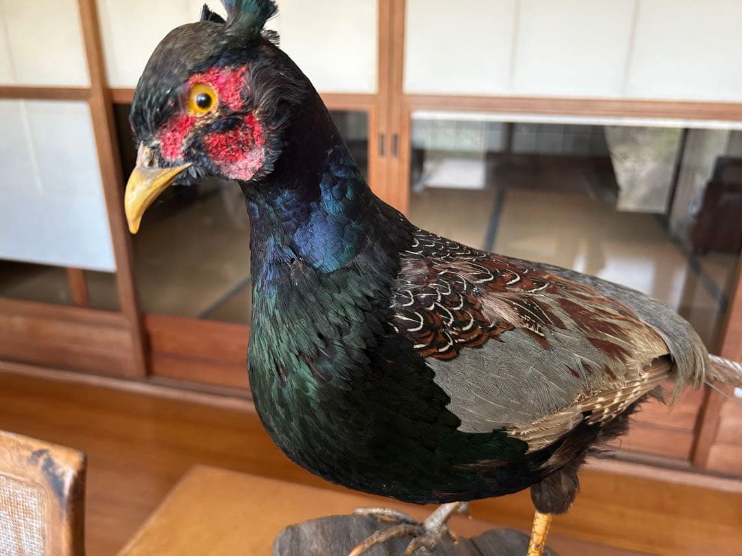 雉　キジの剥製　レトロ