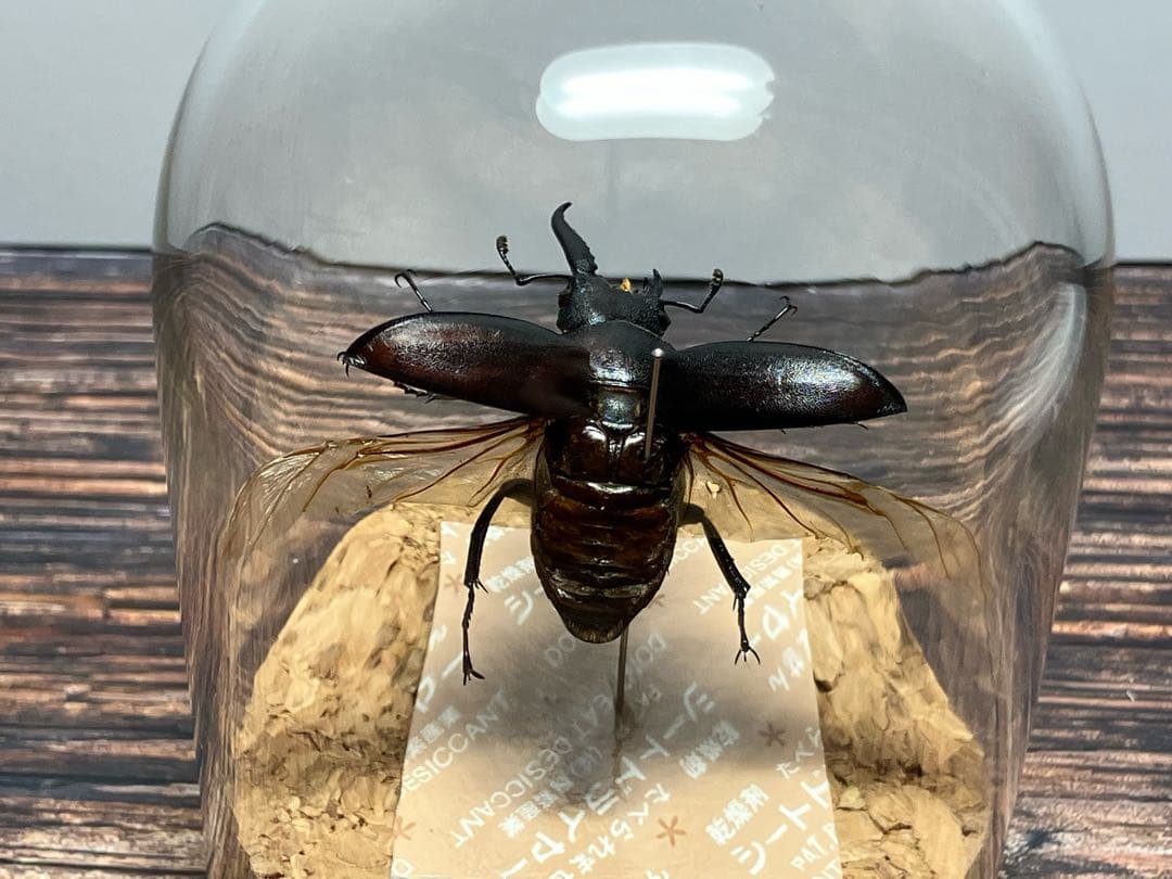 【Glass Beetleノコギリクワガタ（モザイク）飛翔標本 GB-004】