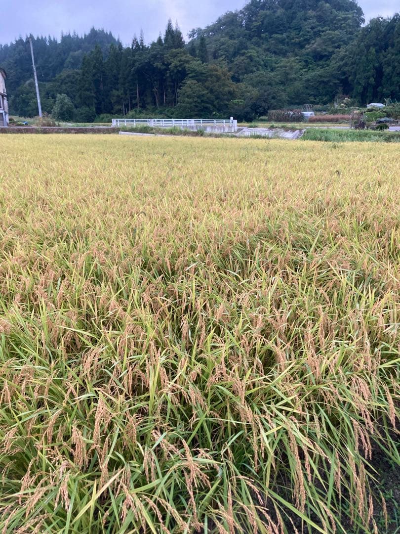 魚沼コシヒカリ精米10kg