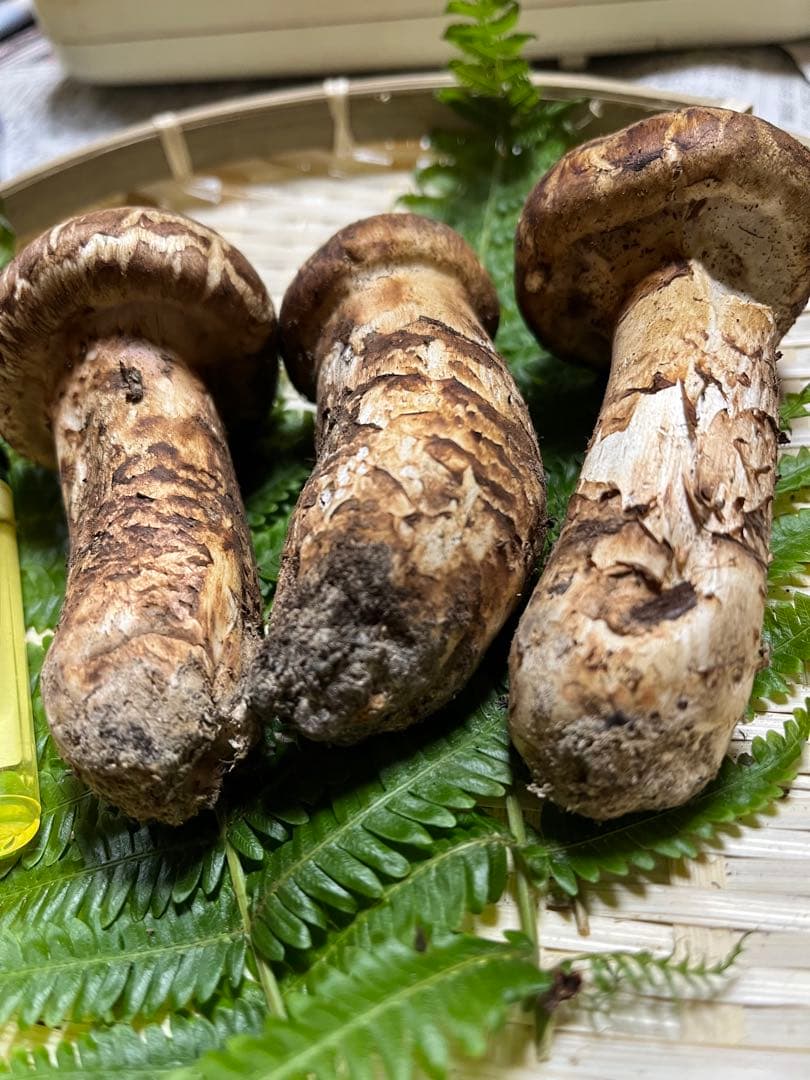 【大阪泉州産】天然松茸 良品☆3本140g国産