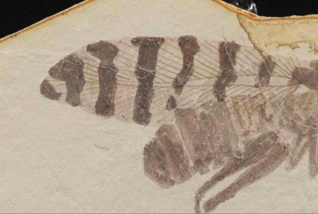 トンボ幼虫化石　標本