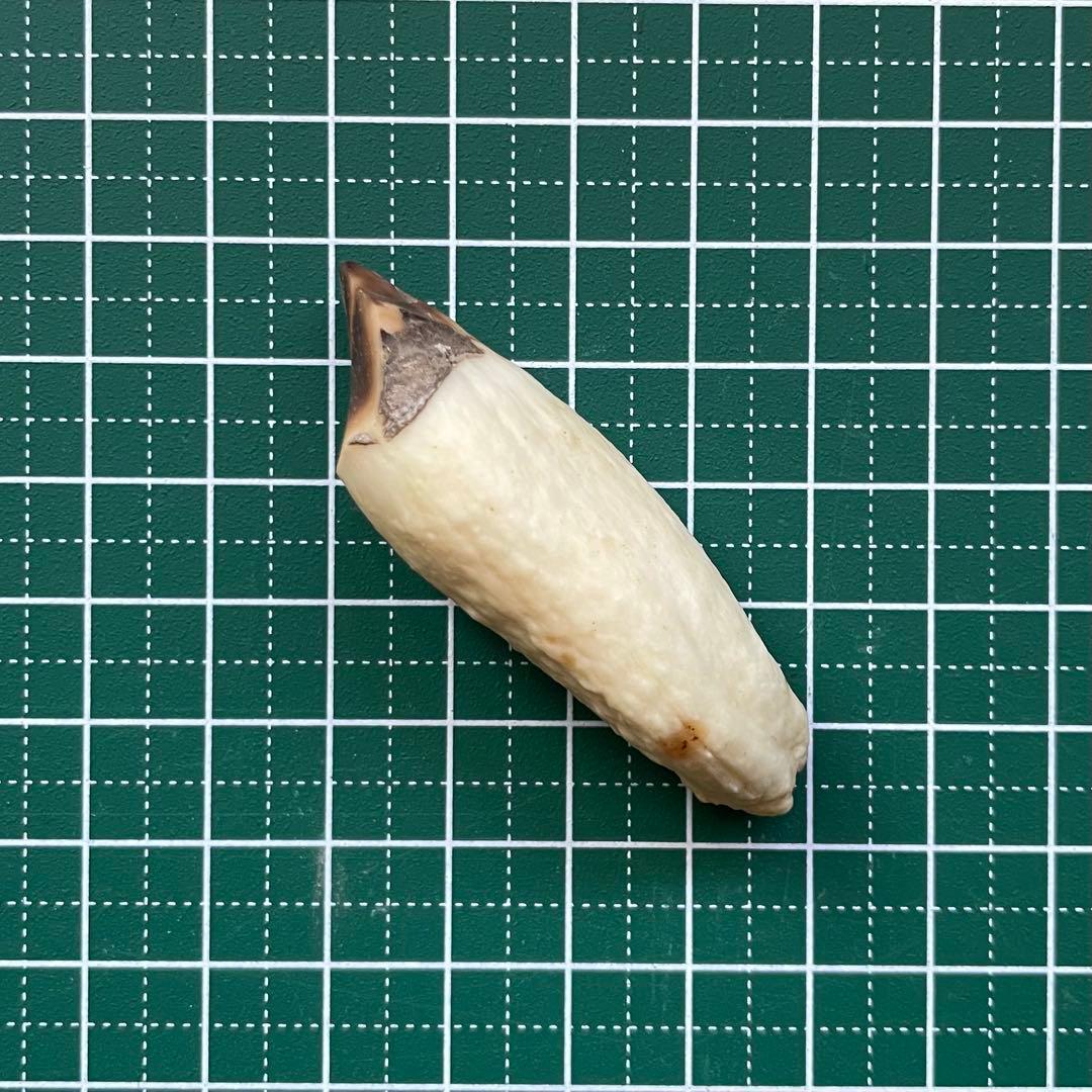 犬歯　鰭脚類　骨格標本