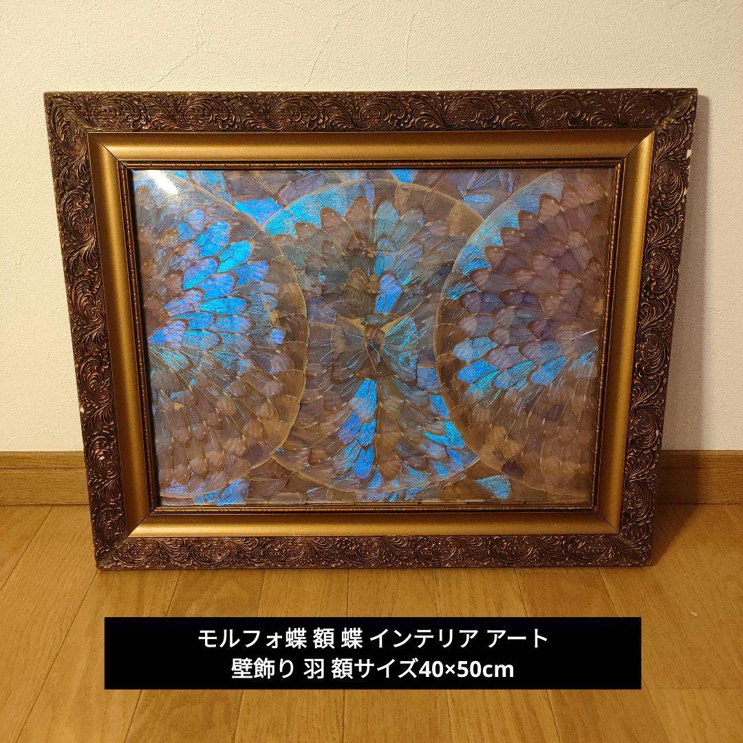 モルフォ蝶 額 蝶 インテリア アート 壁飾り 羽 額サイズ40×50cm