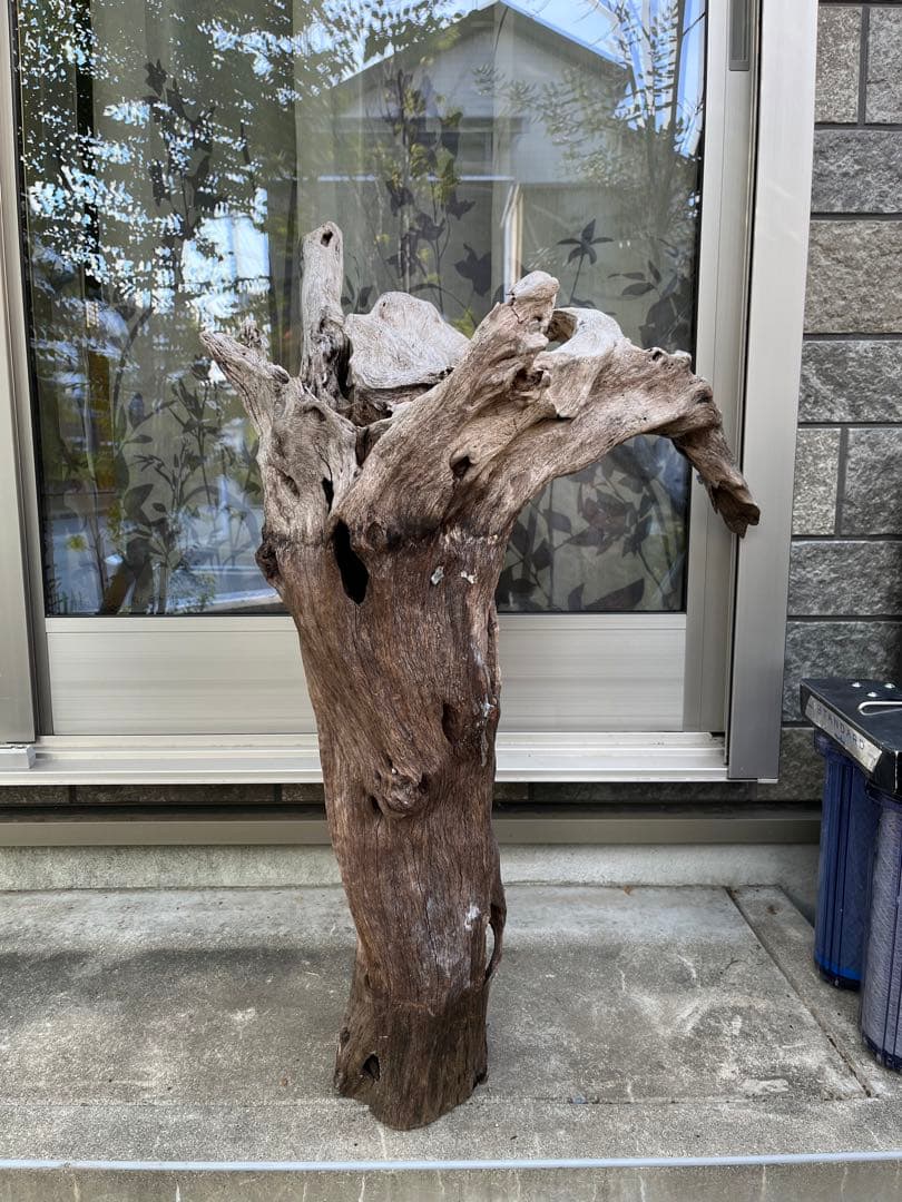 超大型流木　水槽用　アクアリウム③