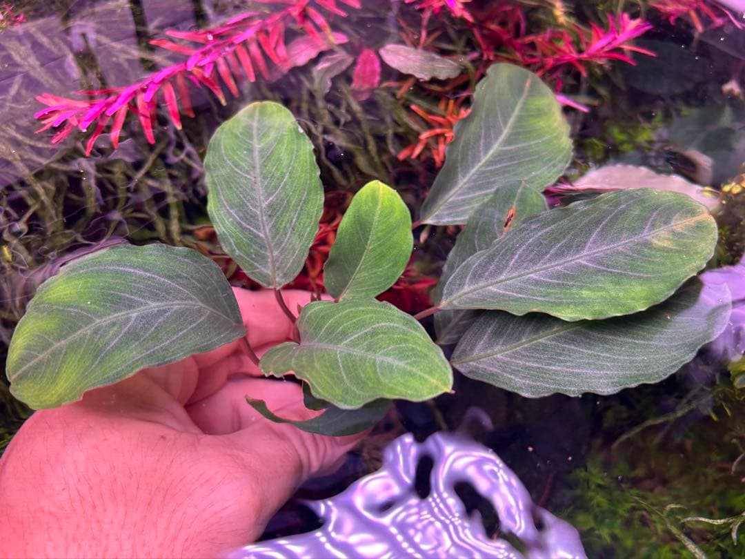 【TB便】Bucephalandra sp.Pearl gray 水上育成　大株