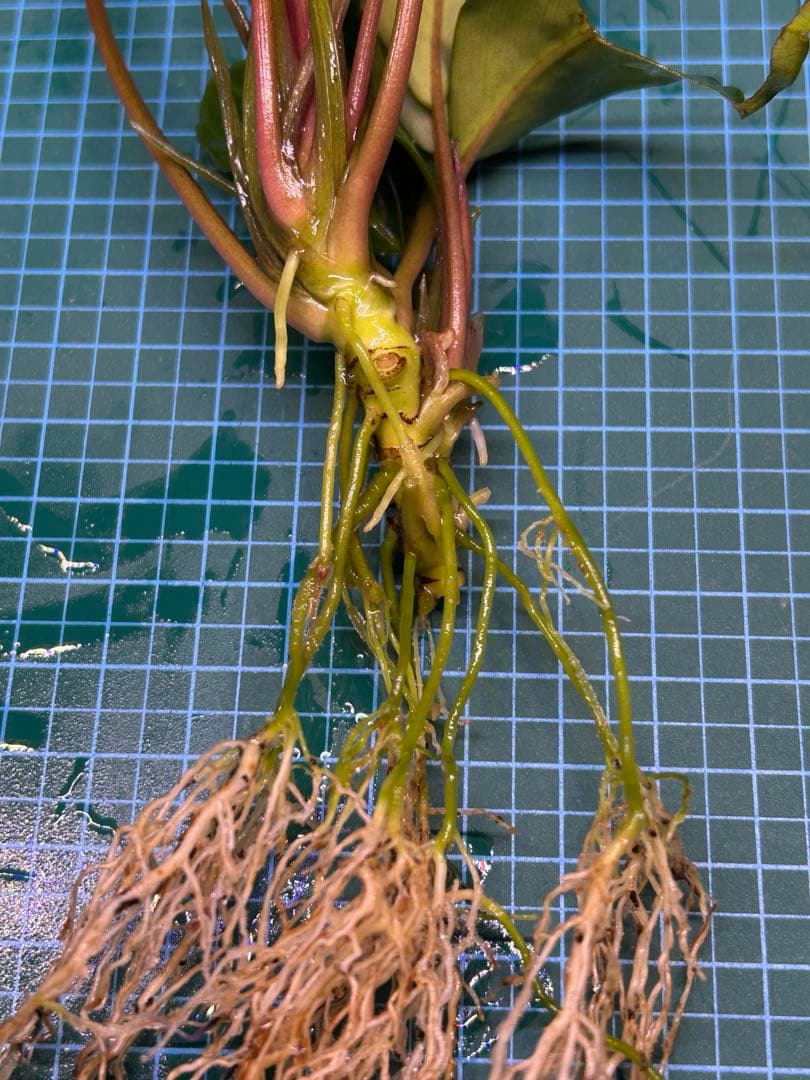 【TB便】Bucephalandra sp.Pearl gray 水上育成　大株