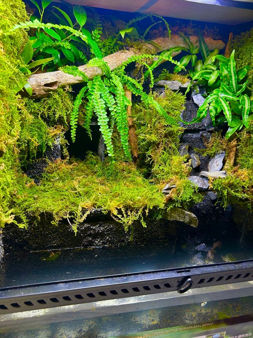 エキゾテラ6060レイアウト水槽