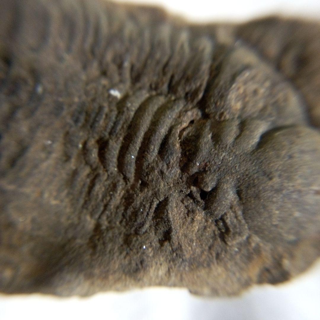 三葉虫　化石　三葉虫化石　究極のレトロ　fossil　ボリビア産　化石管理番号⑫