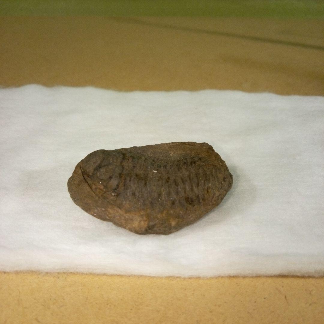 三葉虫　化石　三葉虫化石　究極のレトロ　fossil　ボリビア産　化石管理番号⑫