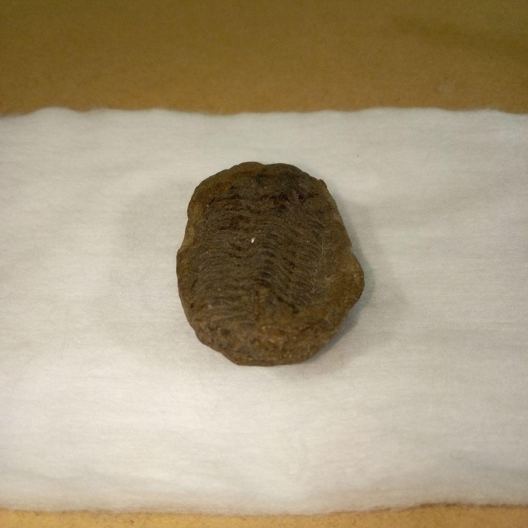 三葉虫　化石　三葉虫化石　究極のレトロ　fossil　ボリビア産　化石管理番号⑫