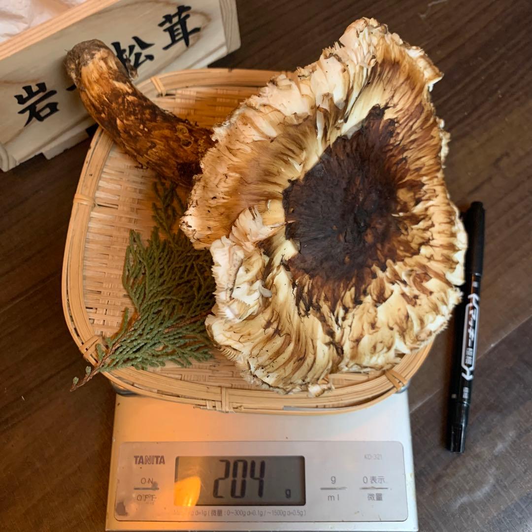①【岩手県産天然松茸】収穫最終　国産本場　開き　採れたて　産地直送　204g