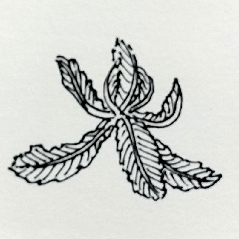 ☆坂本直行☆「 かしわの新葉 」ペン画　インチ　未使用！