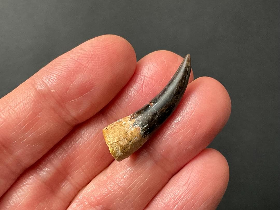 恐竜の歯 [DS361] エラスモサウルス 化石 希少 ベリーレア