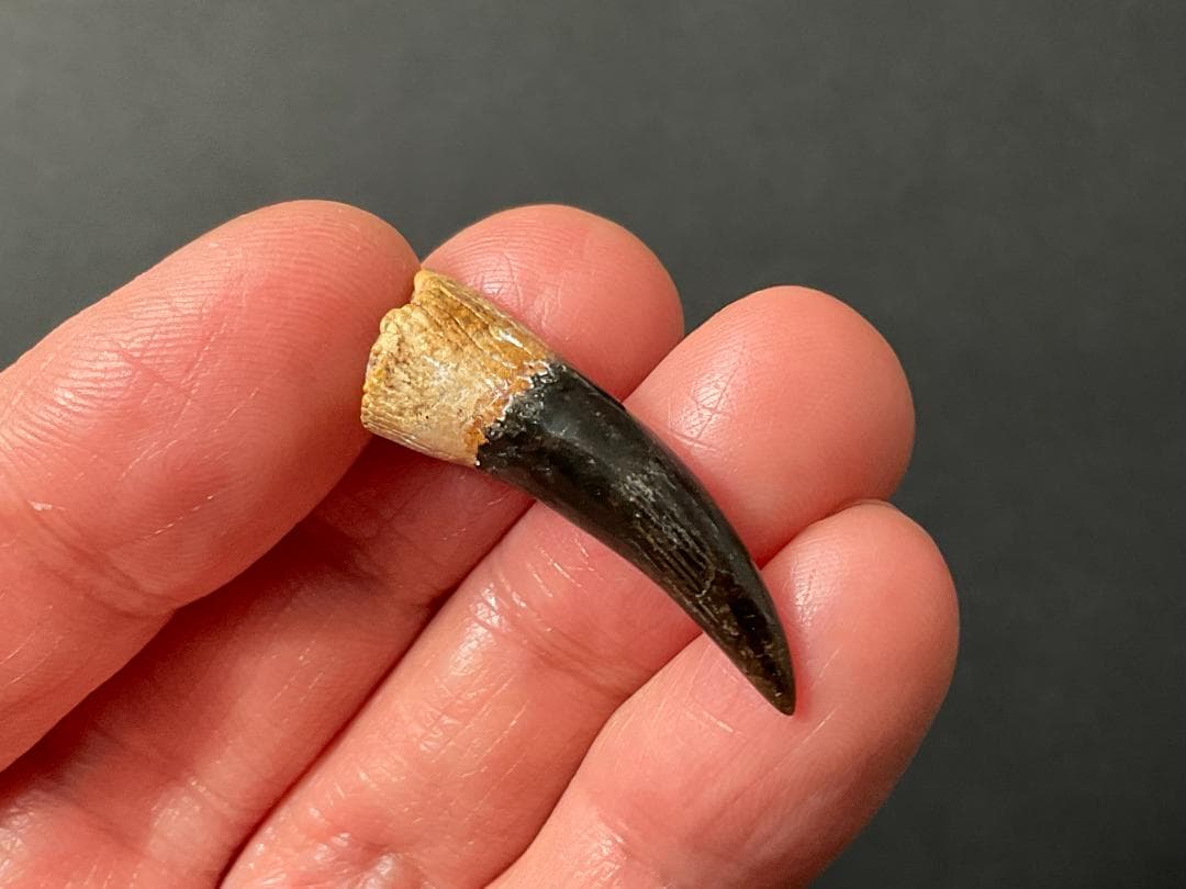 恐竜の歯 [DS361] エラスモサウルス 化石 希少 ベリーレア