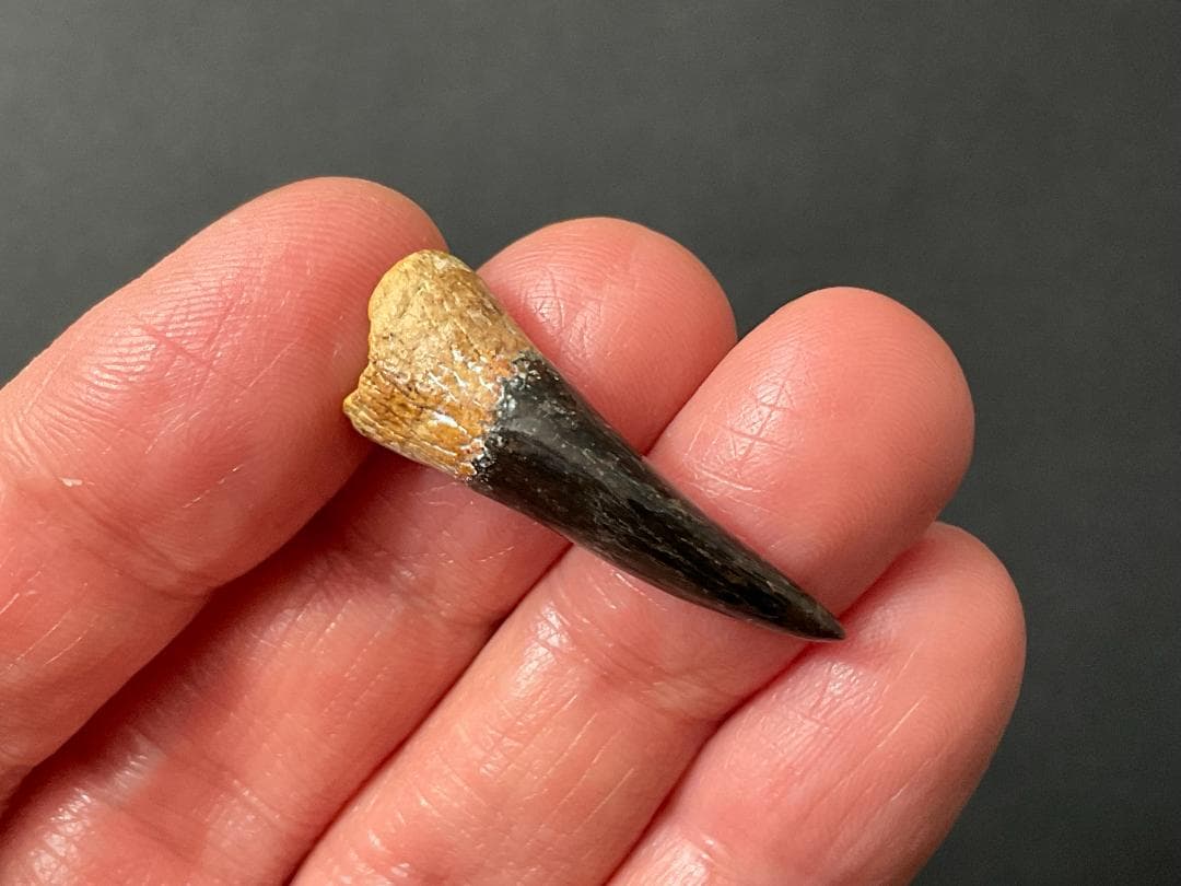 恐竜の歯 [DS361] エラスモサウルス 化石 希少 ベリーレア