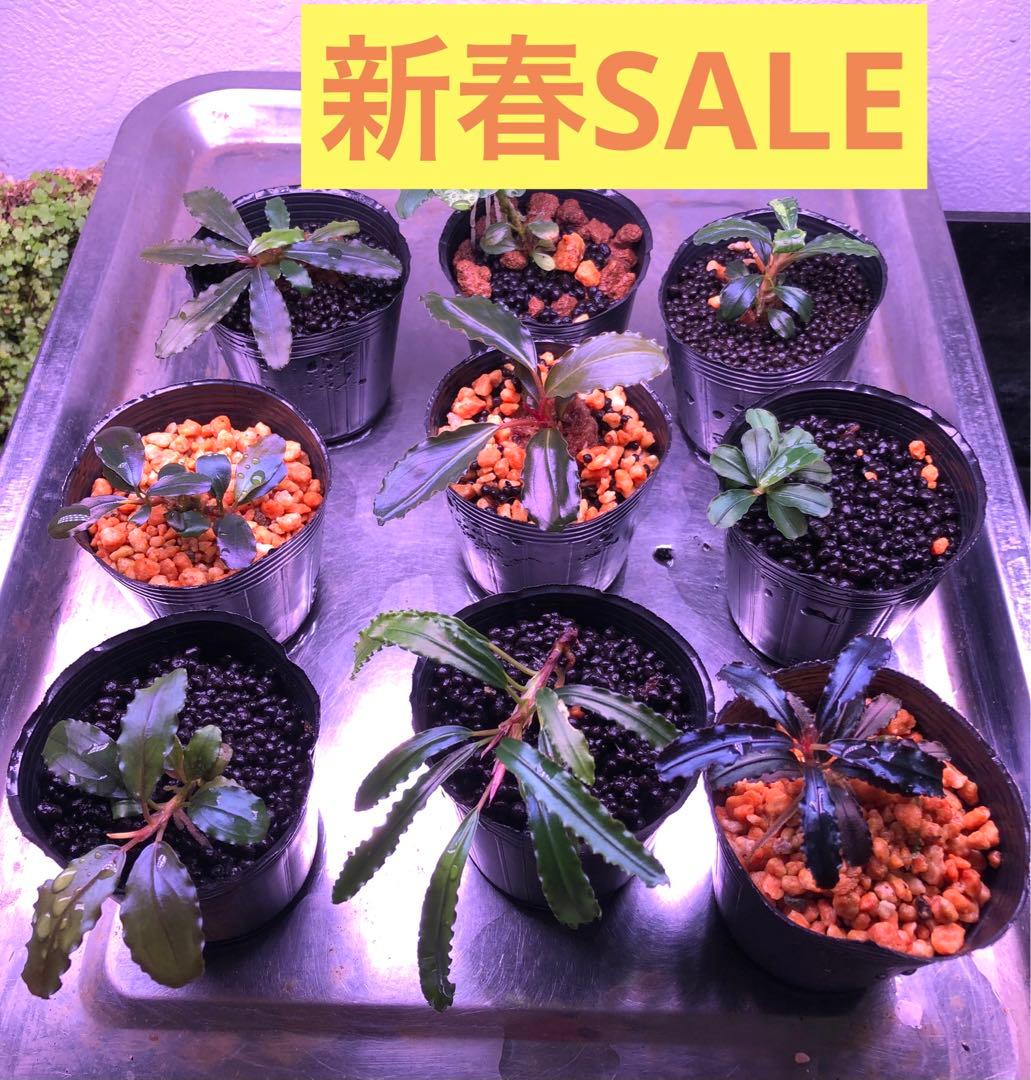陰性水草の王様的存在【ブセファランドラ】新春SALE 1セット限定②