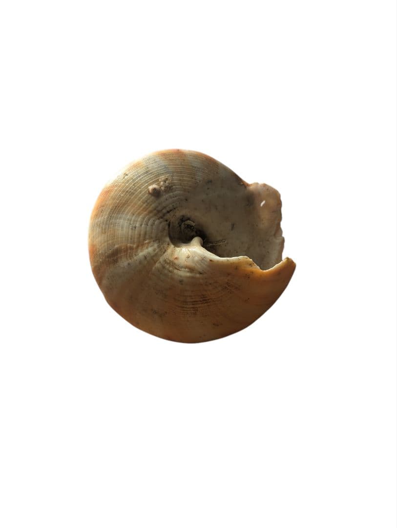 コシダカオキナエビス貝