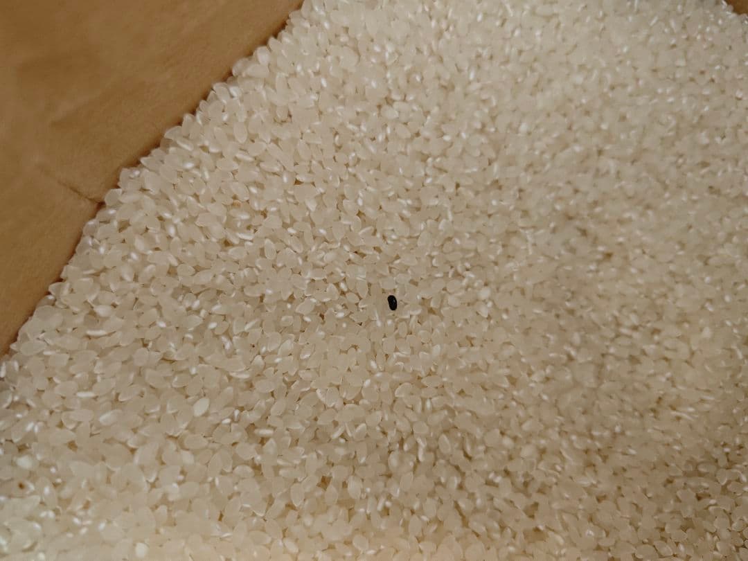 【玄米】石川米(能登産コシヒカリ)30kg - 世界農業遺産の地で栽培されたお米