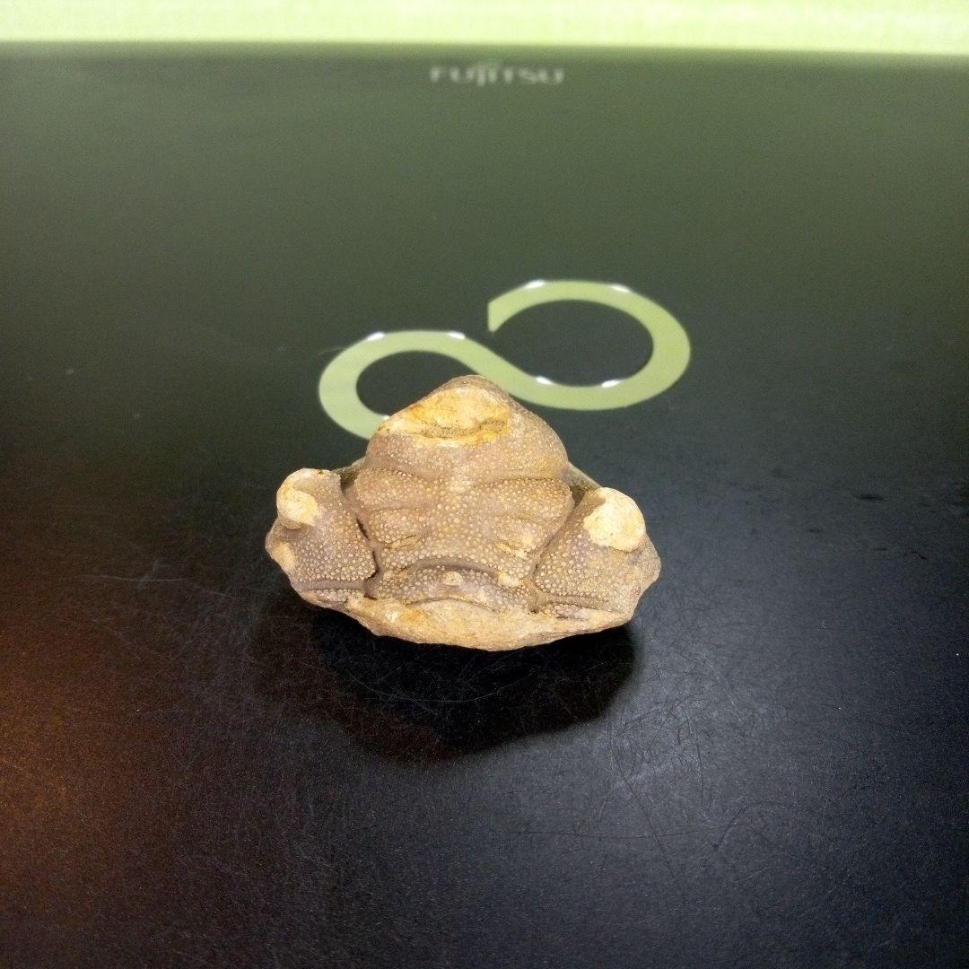 三葉虫　南米産　化石　fossil　ボリビア産　trilobite　南米化石郡①