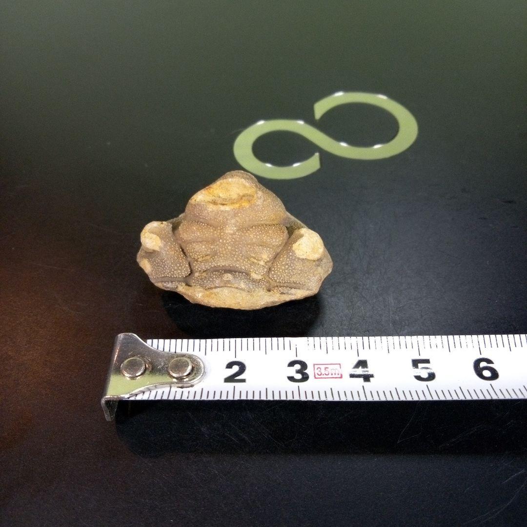 三葉虫　南米産　化石　fossil　ボリビア産　trilobite　南米化石郡①