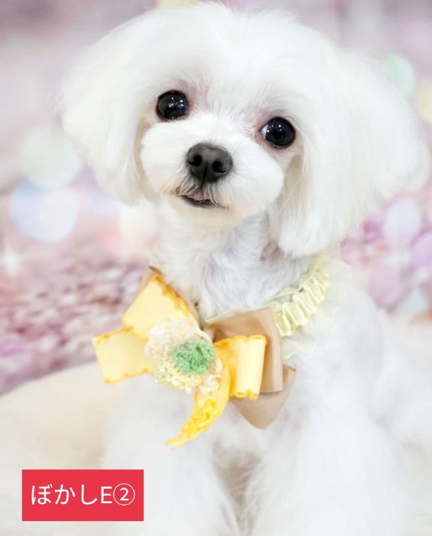 背景布【ぼかしJ】サンプル　ペット撮影用フォトブース　1月　玉ボケ　幻想的