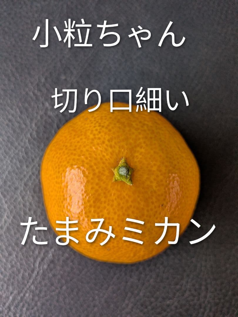 トオル　瀬戸田産　小粒たまみミカン＆レモン＆花柚子　箱込み15kg