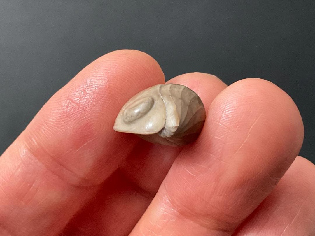 ニレウス アルマジロ [TB70] 三葉虫 化石