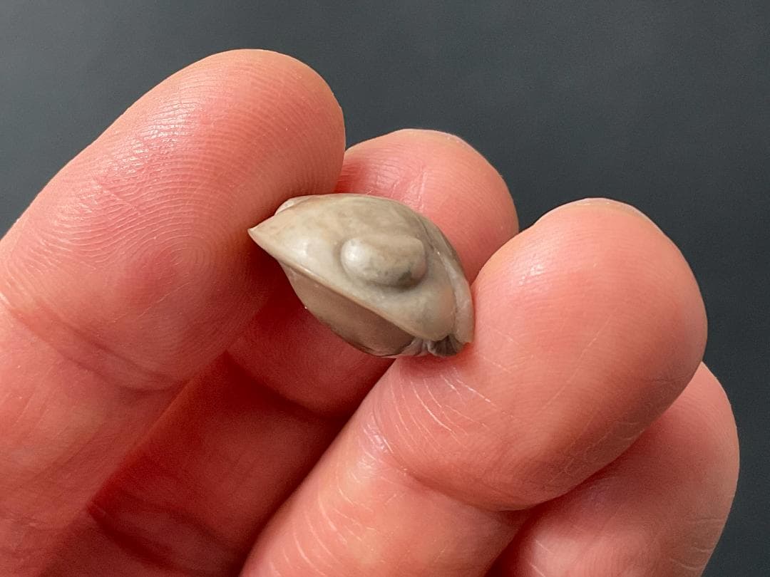 ニレウス アルマジロ [TB70] 三葉虫 化石