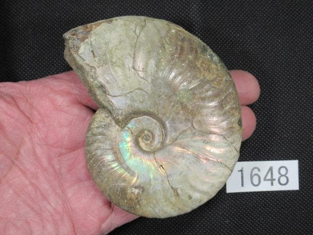 虹色 遊色 アンモナイト マダガスカル産 93mm No.1648