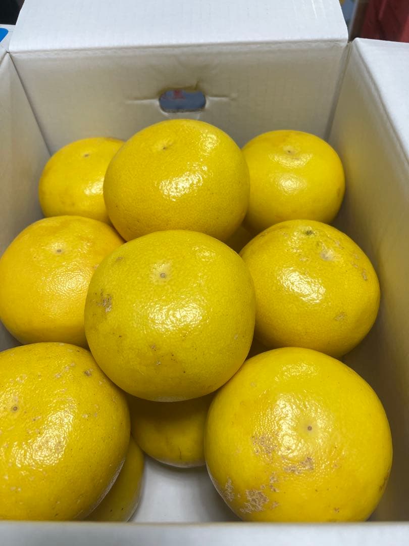 文旦　山北みかん　ポンカン　好きにも　03