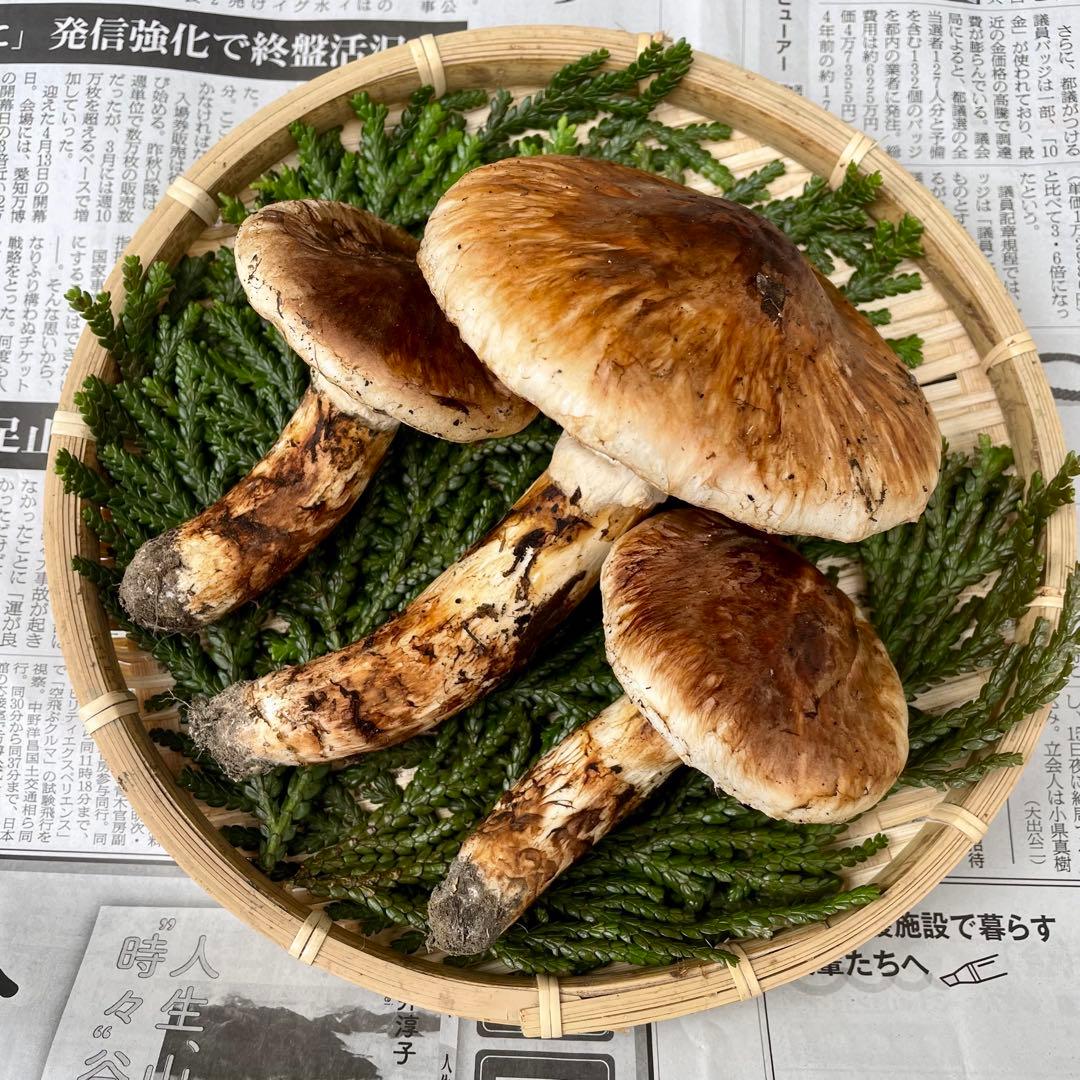 天然きのこ 松茸 国産 良品‼️ マツタケ まつたけ 森の凛さん採取 その132