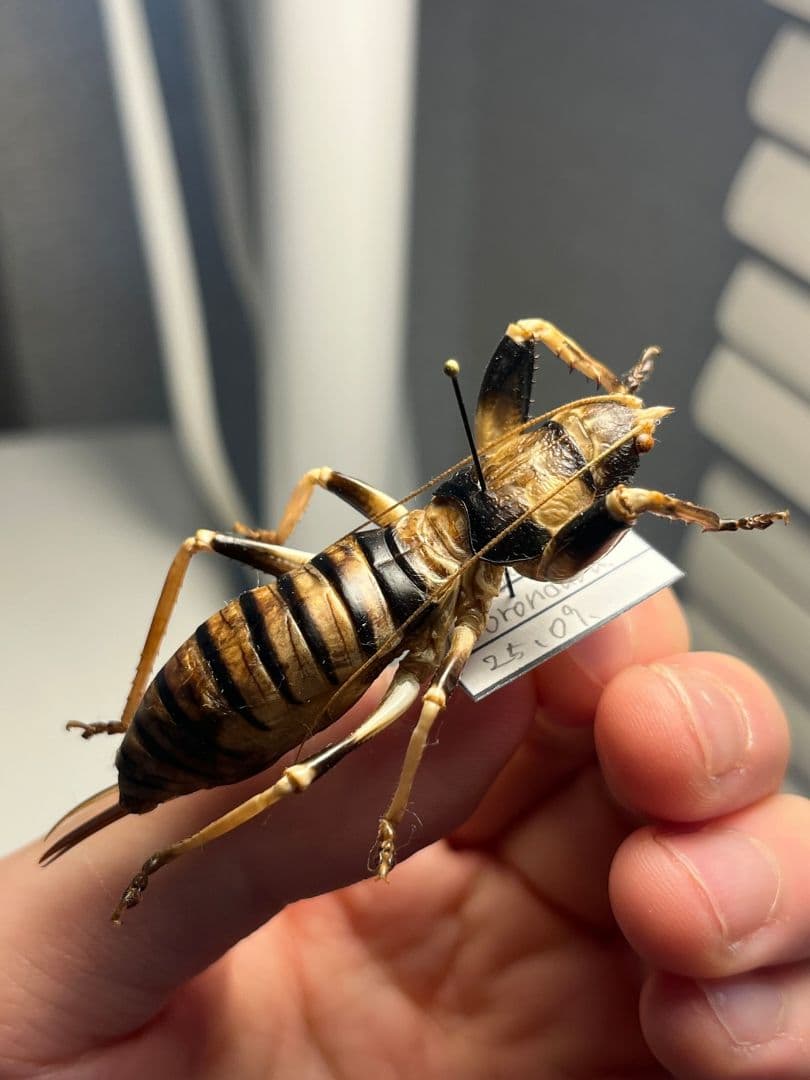 【美麗♀】ロブスターキリギリス マッチョキリギリス コロギス リオックナナ　標本