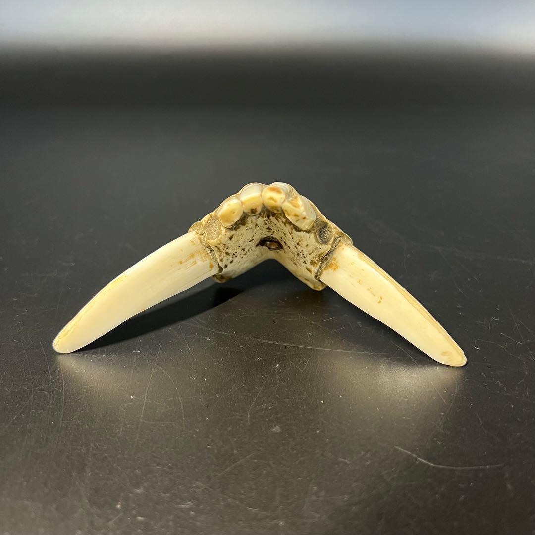 ◎古道具 庵々◎江戸-明治期 獣牙根付■提げ物山伏猟師魔除け呪物■猪牙狼牙熊牙