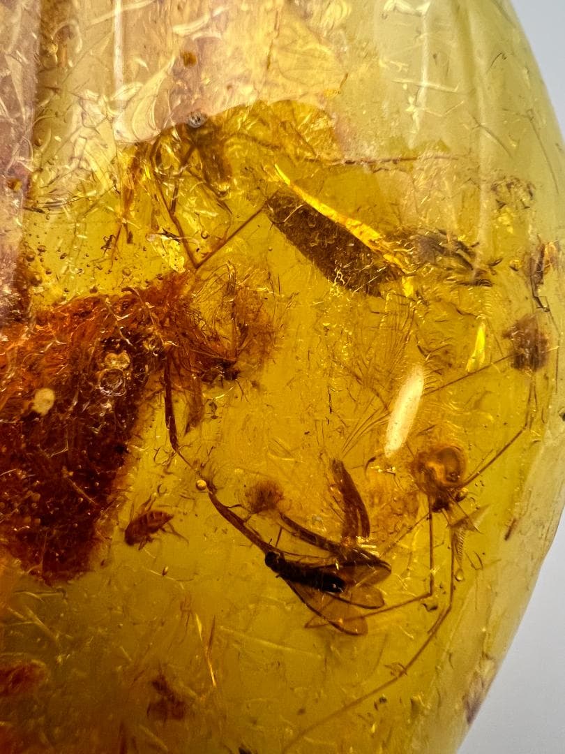 虫入り琥珀　蜘蛛　蚊　多種多様な虫を内包　バルティックアンバー　バルト海沿岸地域