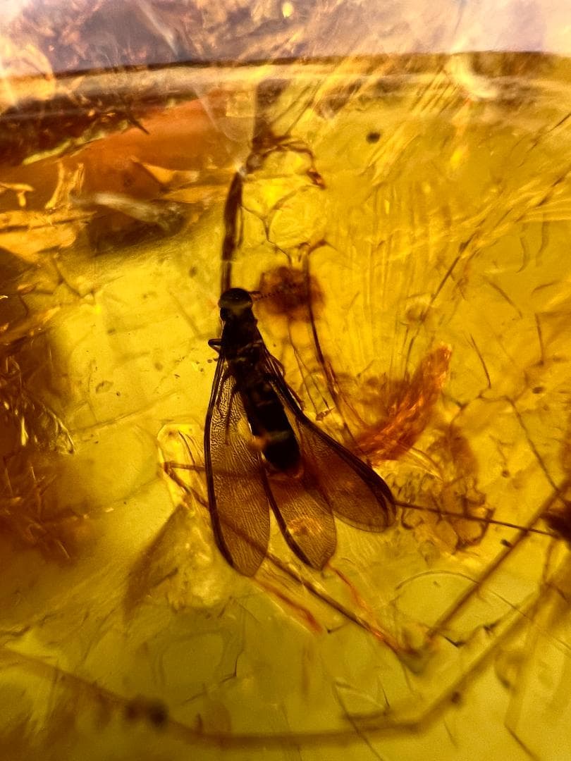 虫入り琥珀　蜘蛛　蚊　多種多様な虫を内包　バルティックアンバー　バルト海沿岸地域