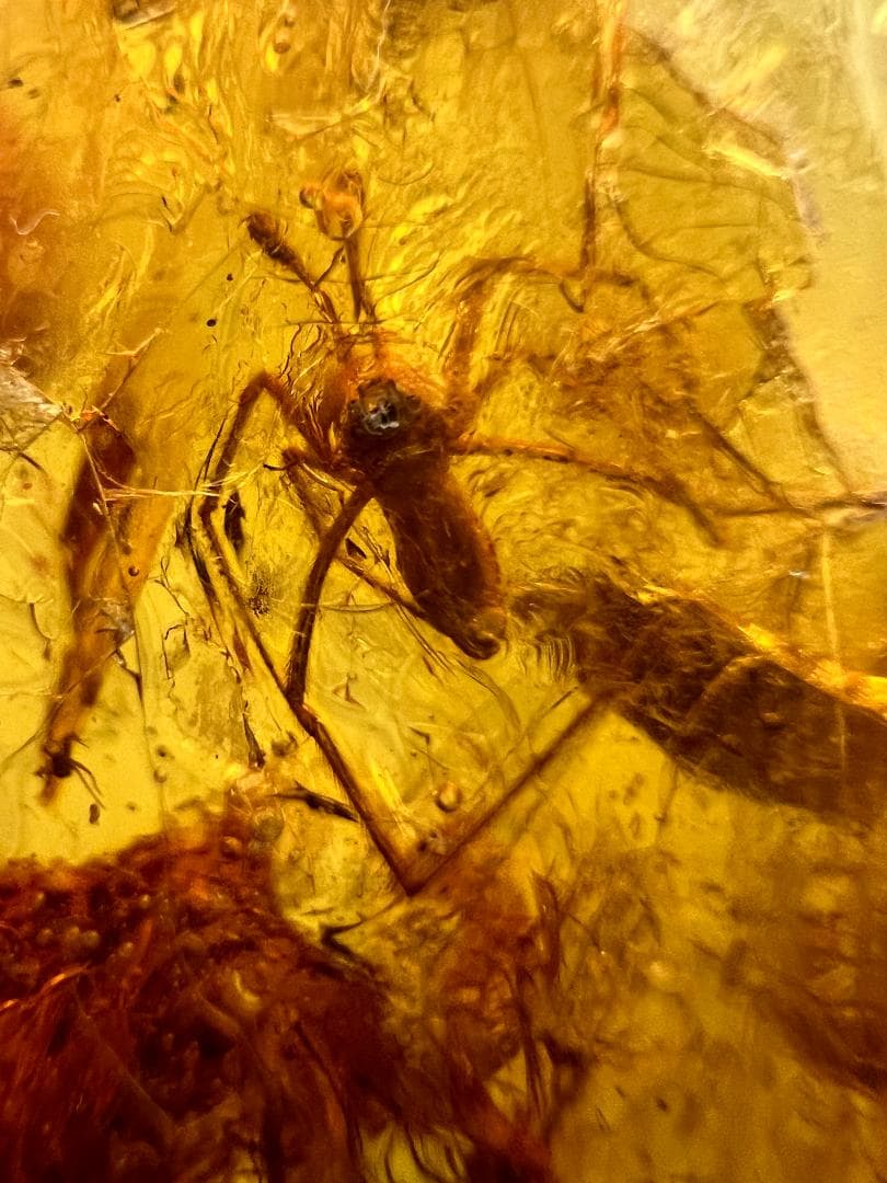 虫入り琥珀　蜘蛛　蚊　多種多様な虫を内包　バルティックアンバー　バルト海沿岸地域