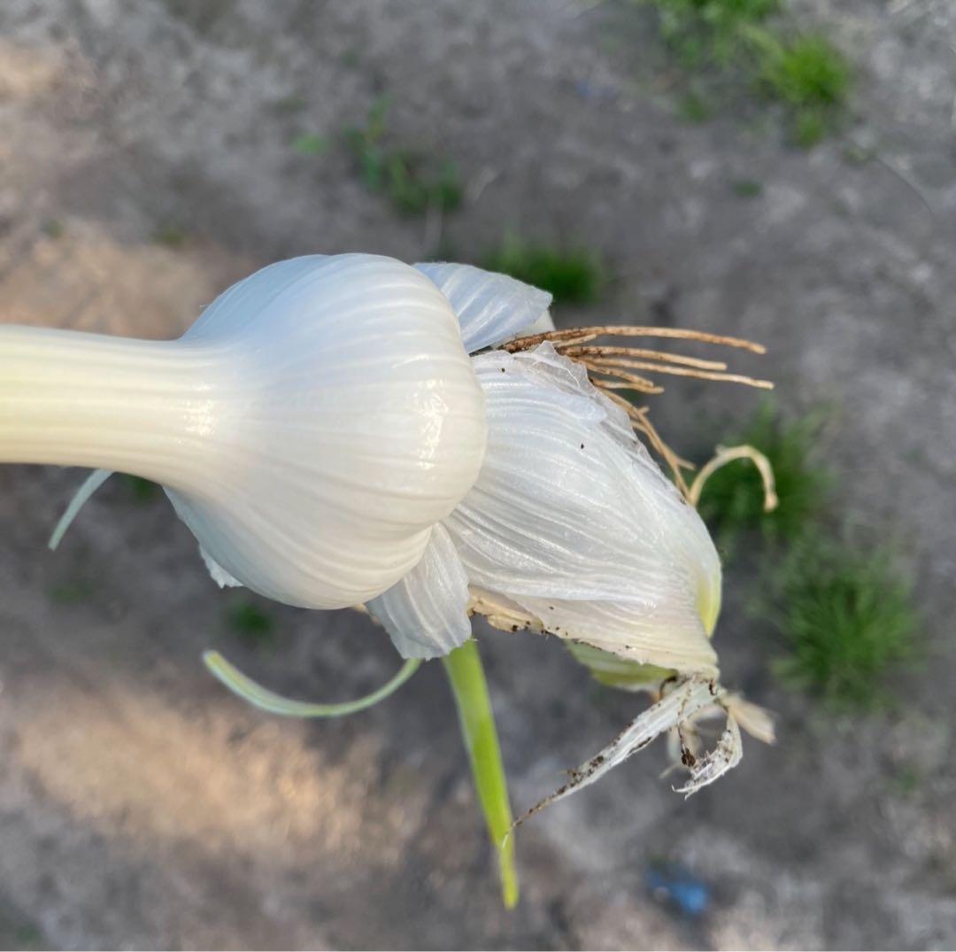 青森県産 ニンニク ホワイト六片 バラ 5㎏